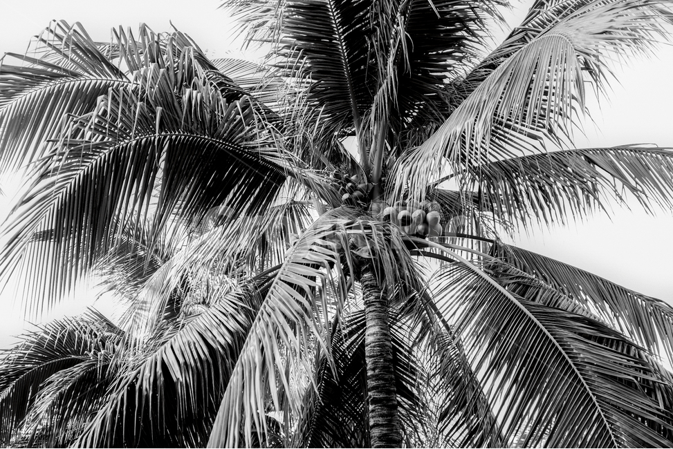 tree,나무,palmtree,야자수,arecaceae,plant,식물,흑백,흑백사진,나트랑,nhatrang,식물,자연,plants,nature,나무,trees,wood,흑백,모노톤,monochrome,black and white