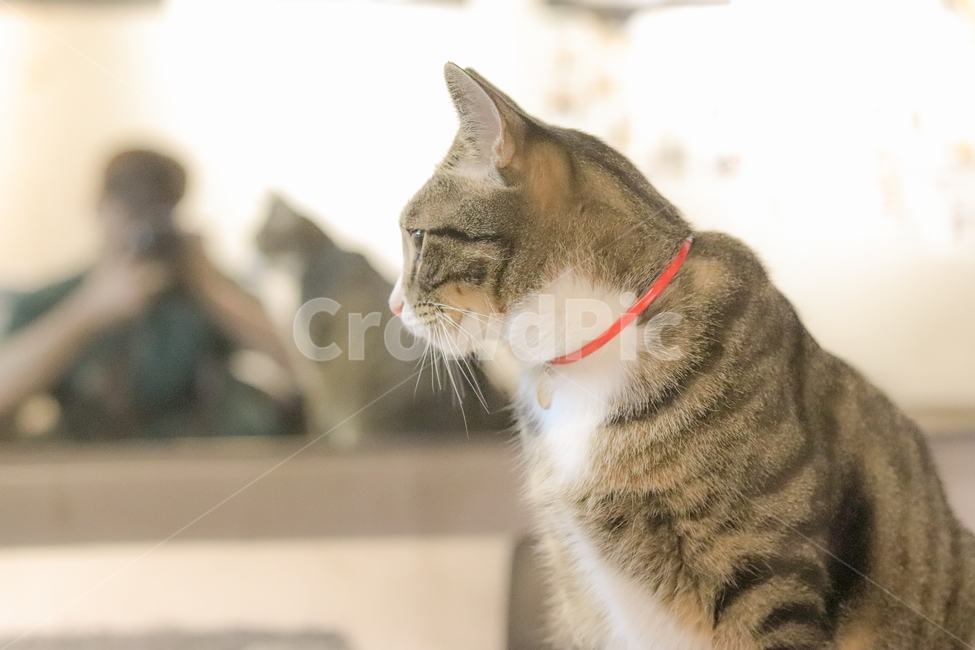 고양이,동물,색감,감성,얼굴,동물,animal,포유류,mammal,고양이,cat,kitten,kitty