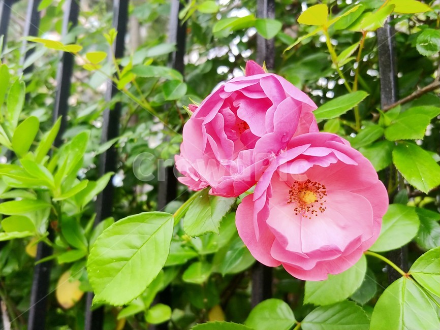 장미,5월,분홍장미,rose,감성,꽃,분홍색,분홍꽃,blossom,flower,식물,plant,식물,자연,plants,nature,꽃,flower