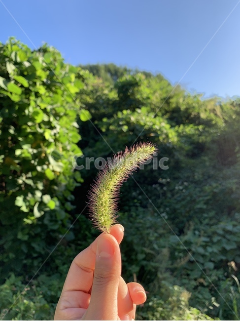 강아지풀,식물,자연,시골,여름