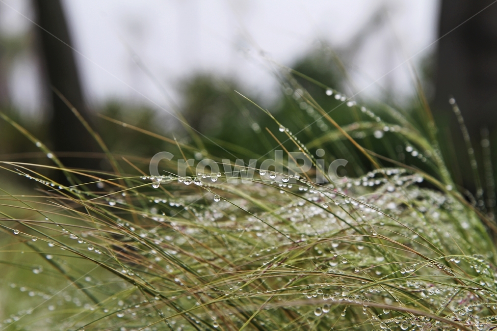 이슬,이슬맺힌풀,자연,식물,감성사진,식물,자연,plants,nature