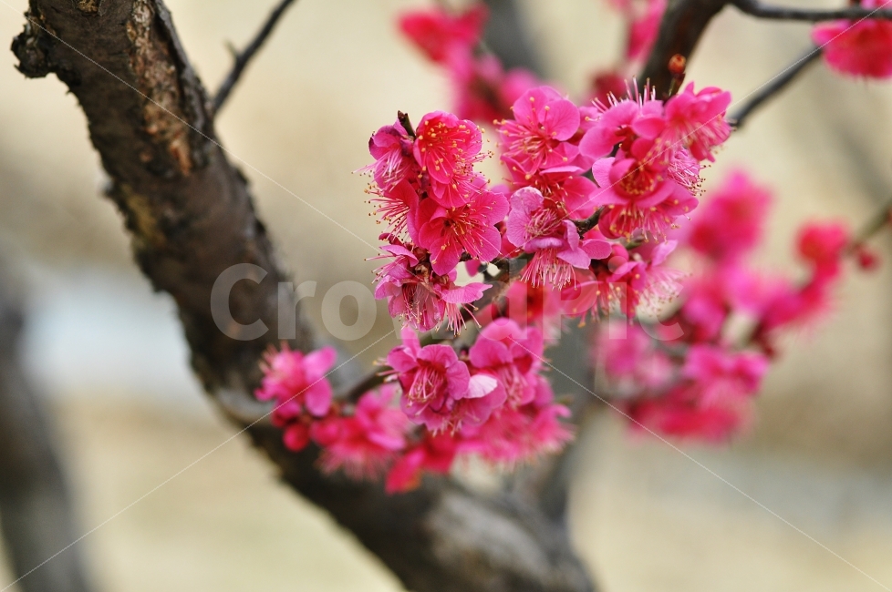 홍매화,붉은꽃,꽃,접사사진,Jay,식물,자연,plants,nature,봄,계절,spring,season,꽃,flower,plant,blossom