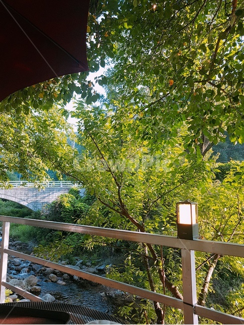 계곡,여름,시원,햇살,나무