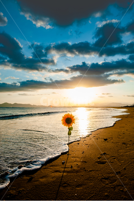 light,빛,flare,플레어,nature,water,옥외,outdoors,자연,sea,바다,ocean,해바라기,일몰,태양,구름,식물,자연,plants,nature,꽃,flower