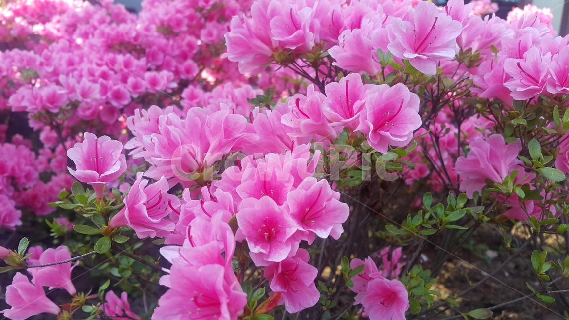 꽃,핑크,분홍색꽃,flower,배경,들꽃,봄,계절,spring,season,식물,자연,plants,nature,꽃,flower,blossom,geranium,제라늄,plant