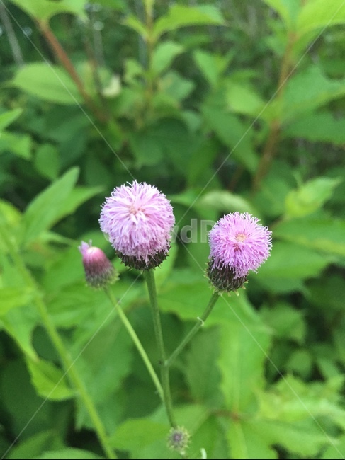 꽃,보라색,봄,spring,플라워,flower,들꽃,초록빛,식물,자연,plants,nature,꽃,flower