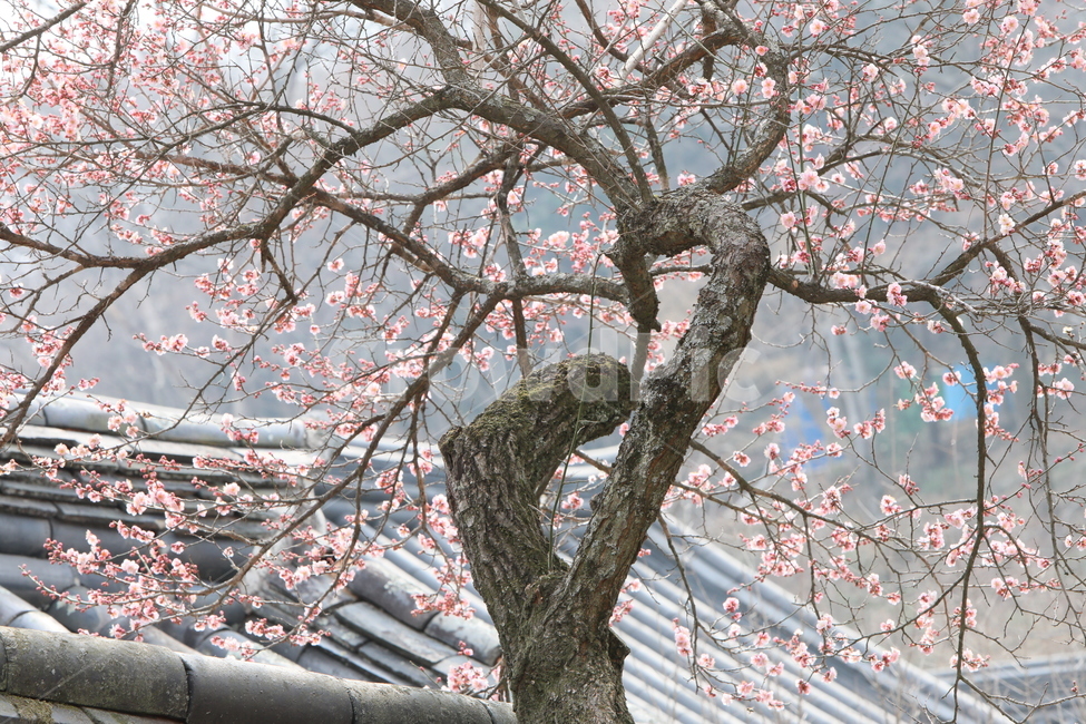 plant,식물,tree,나무,지붕,사찰,매화,고목,봄,봄,계절,spring,season