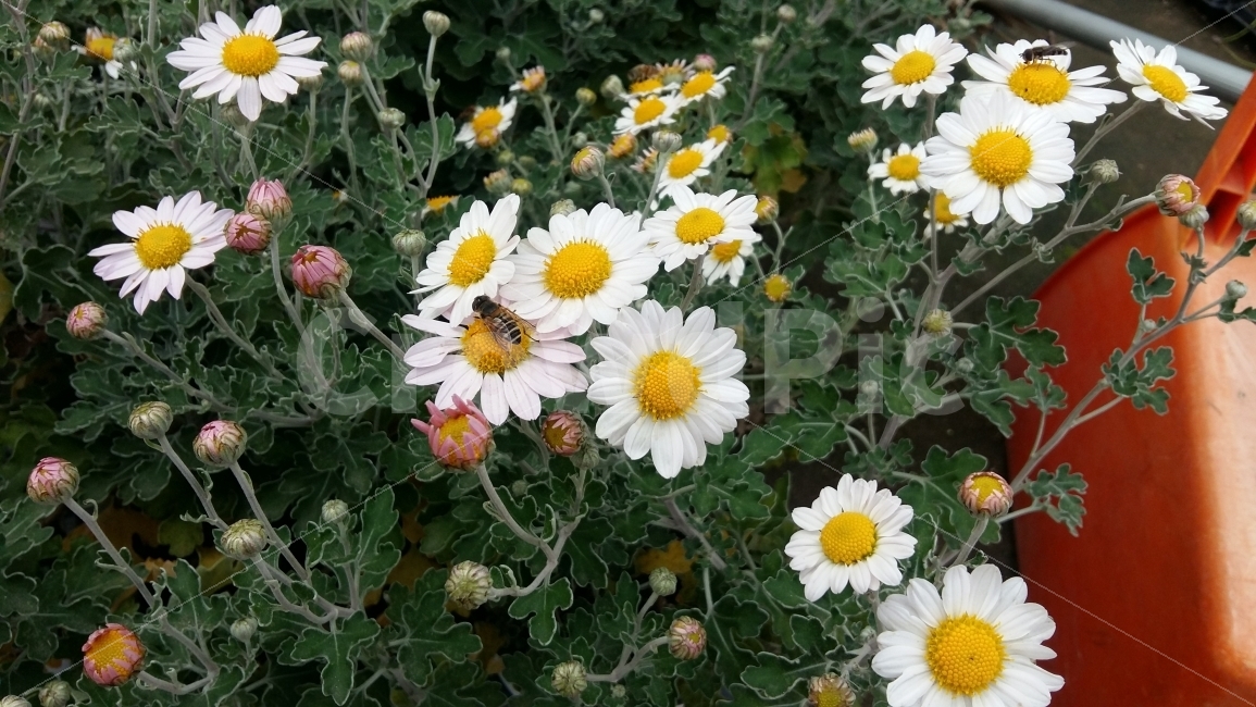 들국화,벌,꿀벌,가을,가을꽃,흰꽃,국화,자연,풍경,식물,자연,plants,nature,꽃,flower
