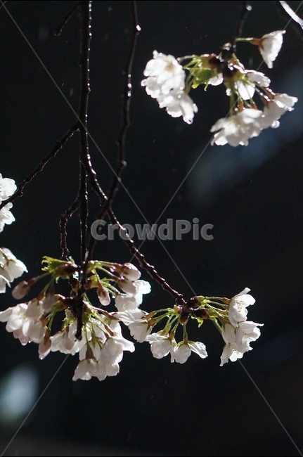 벚꽃,야경,밤,흰색,풍경,봄,봄,계절,spring,season,야경,밤,풍경,nightscape,night,landscape,식물,자연,plants,nature,꽃,flower,plant,blossom,cherry blossom