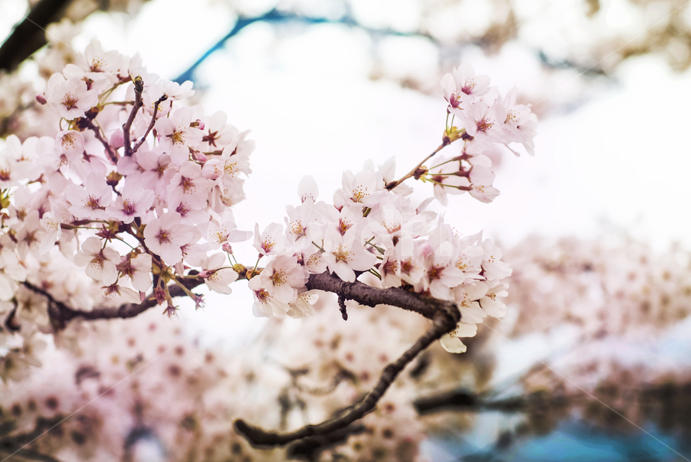 벚꽃,벚꽃나무,봄,나무,꽃,봄,계절,spring,season,식물,자연,plants,nature,꽃,flower,plant,blossom