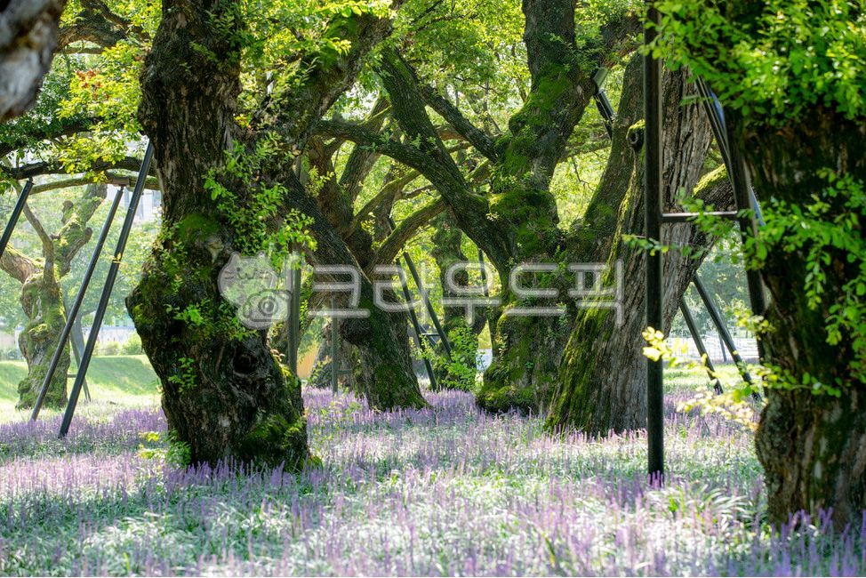 성주군,성밖숲공원,버드나무,왕버들,맥문동,천연기념물,꽃,flower,tree,나무
