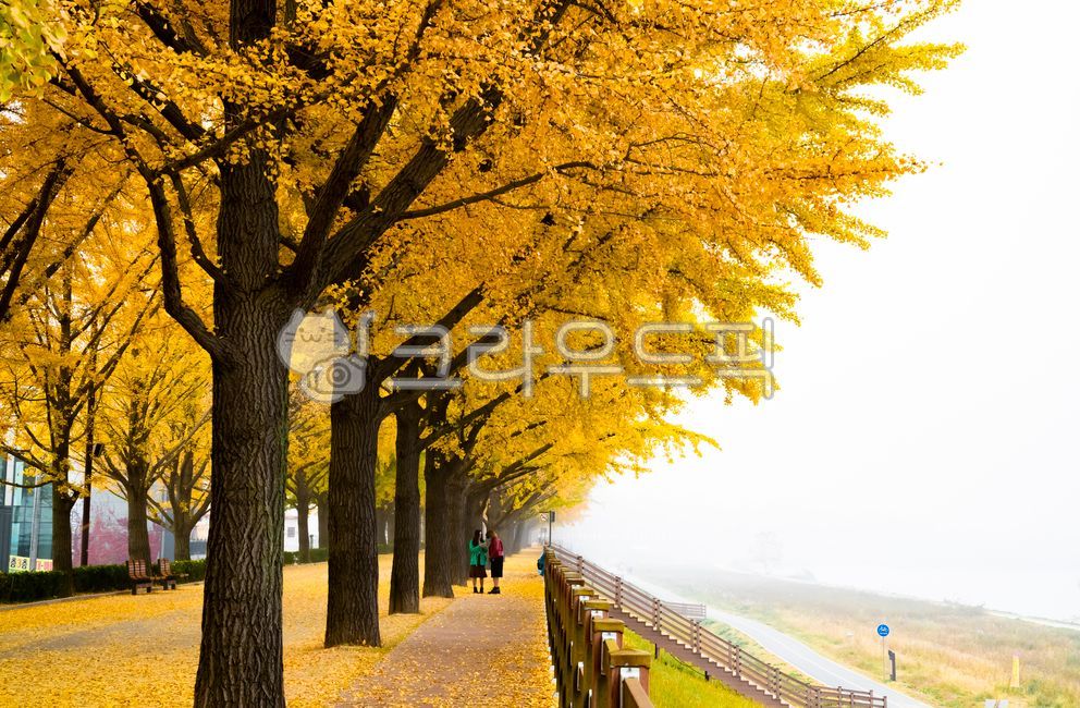 Bench,Ginkgo,Asan city,yellow,path,fallen leaves,road,sight,Gokgyocheon,human,sidewalk,nature,tree,walkway,Chungnam,paved road,korea,Asia,ginkgo tree road,colonnade,person,plant,autumn