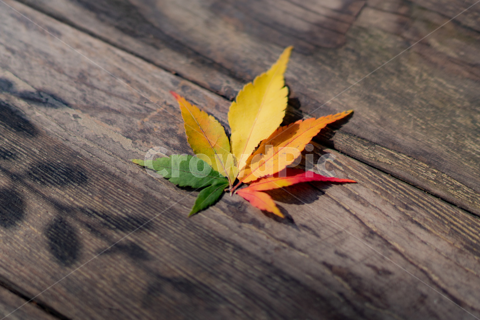 나무,나뭇잎,낙엽,단풍,단풍잎,빨강,파랑,노랑,가을,계절,fall,autumn,season,plant,식물,leaf,잎