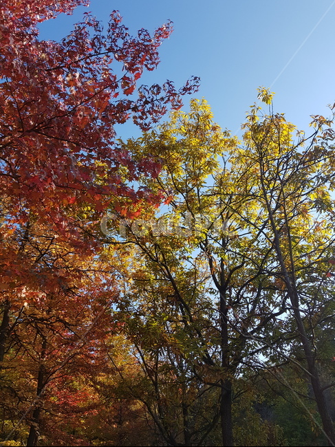나무,식물,단풍,하늘,가을,tree,plant,가을,계절,fall,autumn,season,tree trunk,나무 줄기