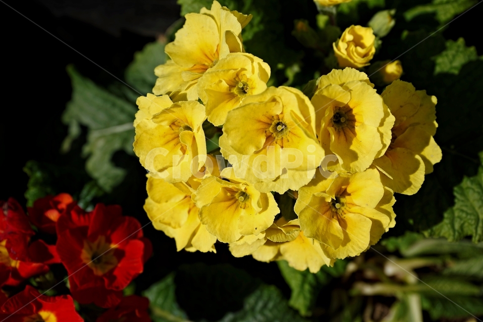 봄,정원,가드닝,원예,원예식물,화려,식물,꽃,garden,scent,healing,bloom,colorful,floral,flower,gardenflowers,happymind,life,nature,plant,spring