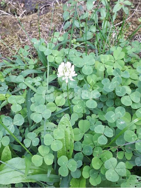 토끼풀,행운,속씨식물,쌍떡잎,질소,크로바,식물,자연,plants,nature,꽃,flower