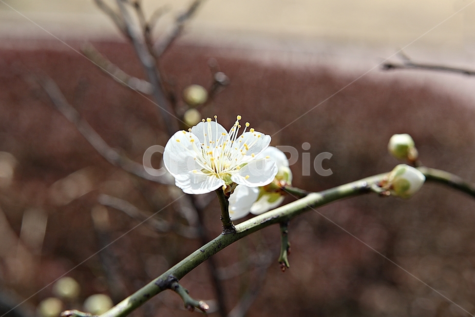매화,매화꽃,꽃,꽃잎,봄꽃,봄,매화나무,식물,식물,자연,plants,nature,꽃,flower