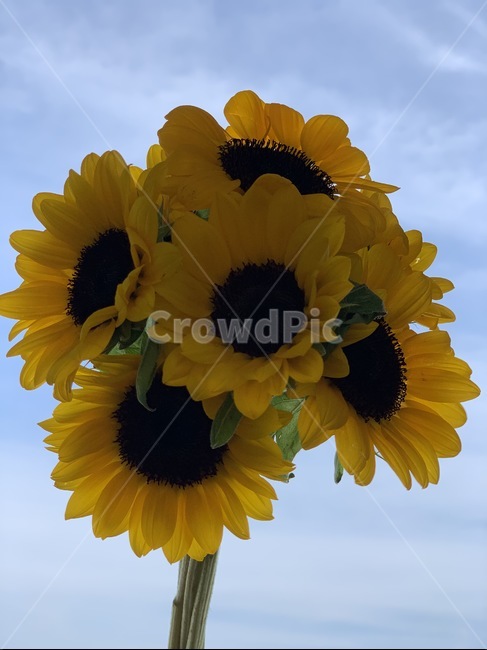flower,sunflower,yellow,꽃,해바라기,summer,여름