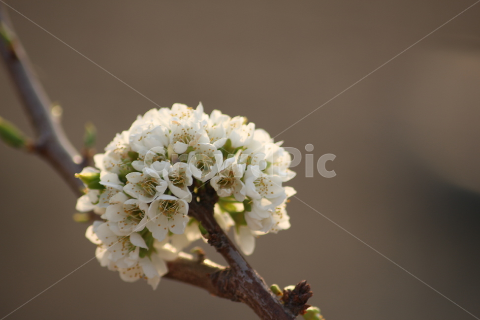 꽃,나무,꽃나무,자두,자두꽃,자두나무,하얀색꽃,하얀꽃,봄,계절,spring,season,식물,자연,plants,nature,꽃,flower,plant,blossom