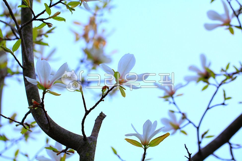 목련,꽃,봄꽃,개화,하얀꽃,봄,꽃배경,목련꽃,나무,자연,식물,white,blossom,flower,plant,spring,tree,경치,백목련,하얀,야외,outdoors,scenery,petal,꽃잎,배경,목련꽃잎