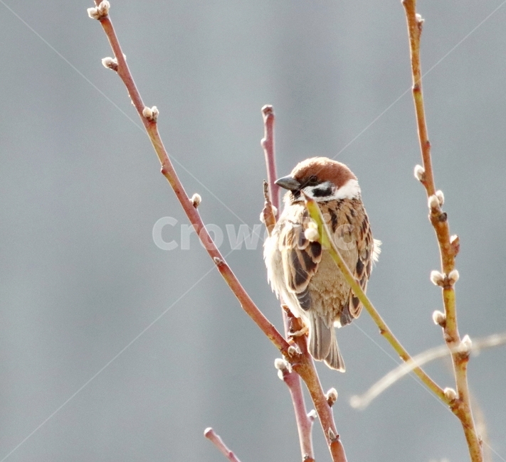 새,동물,참새,sparrow,bird