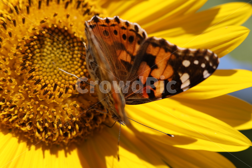 해바라기,꽃,나비,행복,노랑,식물,자연,plants,nature,꽃,flower,동물,animal,곤충,벌레,insect,bug