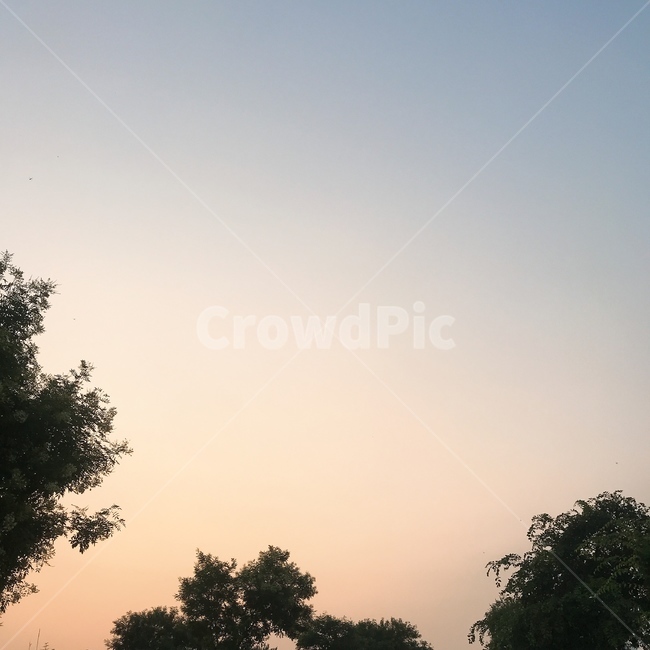 nature,자연,outdoors,옥외,나무