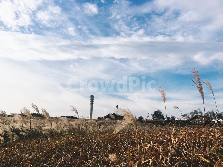 가을,갈대,억새,자연,바람,풍경,하늘공원,잔디,reed,가을풍경,휴식,휴일,autumn,fall,sky,하늘,푸른잔디,windy,relax하늘공원,grass,억새축제,relax