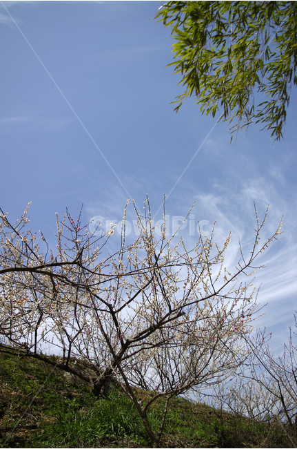 매화,나무,하늘,파란하늘,봄,봄날,봄풍경,봄꽃,감성,spring,flower,봄길,산책,봄나들이,식물,꽃,초록,언덕,봄,계절,spring,season,자연,풍경,nature,landscape,식물,plants,나무,trees,wood,tree,plant
