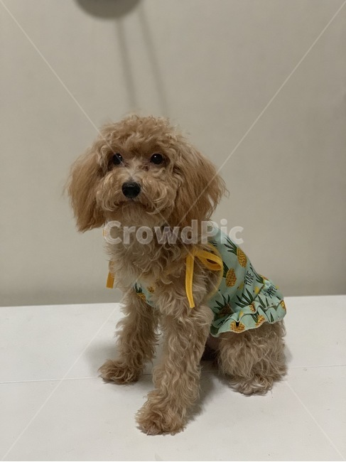 반려견,강아지,개,말티푸,애견,애완동물,동물,animal,dog,puppy,애견모델