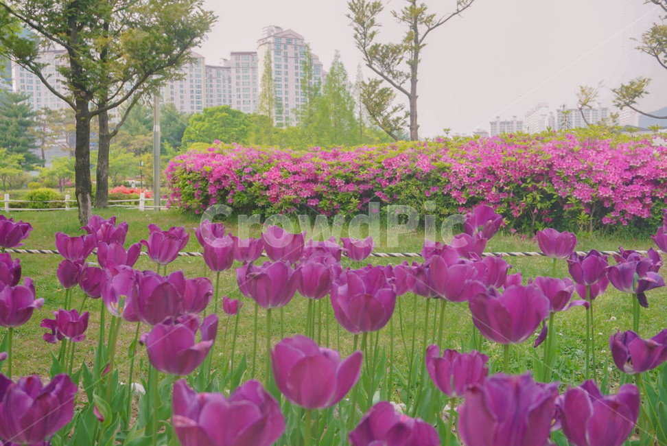 튤립,꽃,배경,자연,풍경