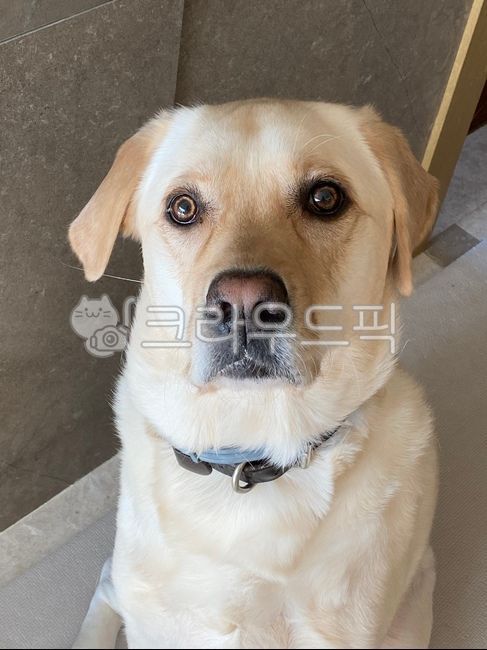 labradorretriever,animal,labrador retriever,dog,pet