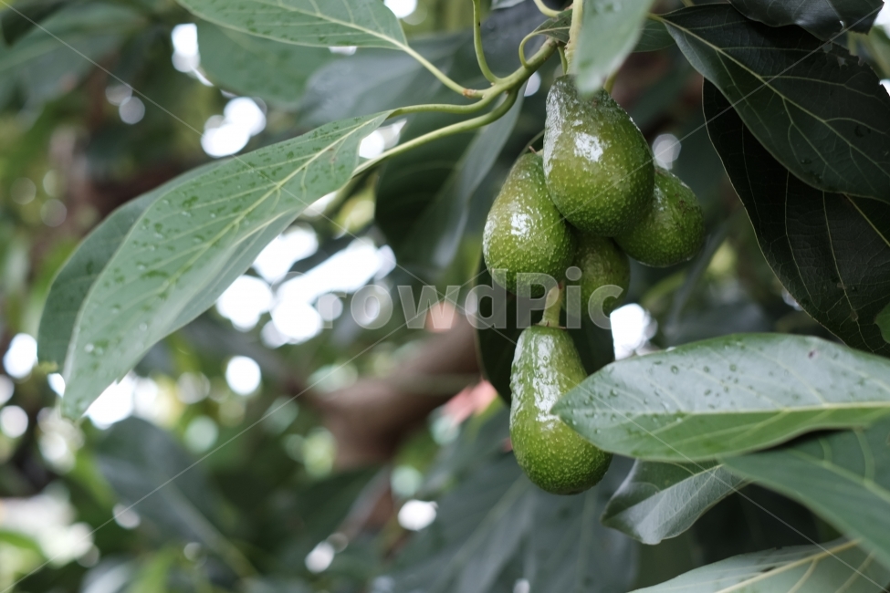 아보카도,나무,아보카도나무,열매,과실수,avocado,avocadotree,tree,plant,식물,초록색,green,fruit,leaf,leaves,잎,자연,식물,자연,plants,nature,과일,열매,fruit