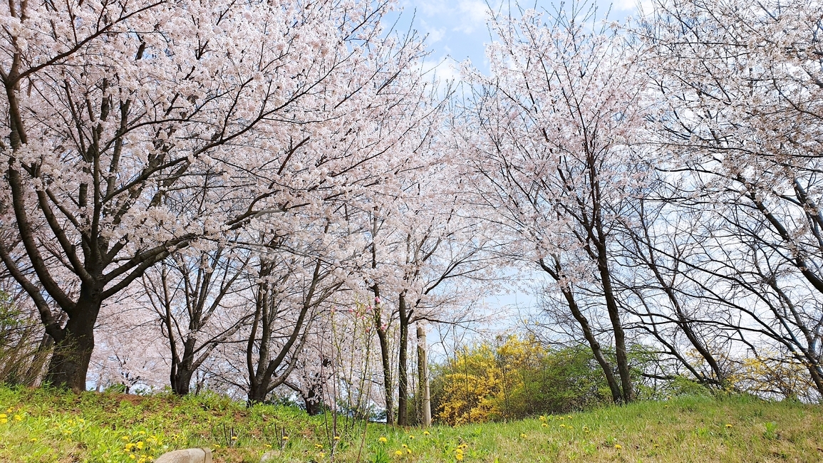벚꽃,벚꽃놀이,꽃,나무,벚꽃나무,개나리,봄,봄철작물,tree,plant,flower,푸른하늘,구름,하늘,sky,blue,봄,계절,spring,season,자연,풍경,nature,landscape,식물