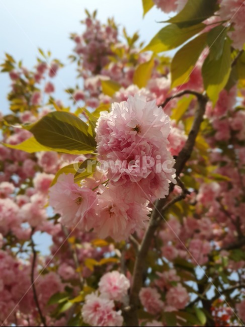 봄,흰겹벚꽃나무,사쿠라,flower,flants