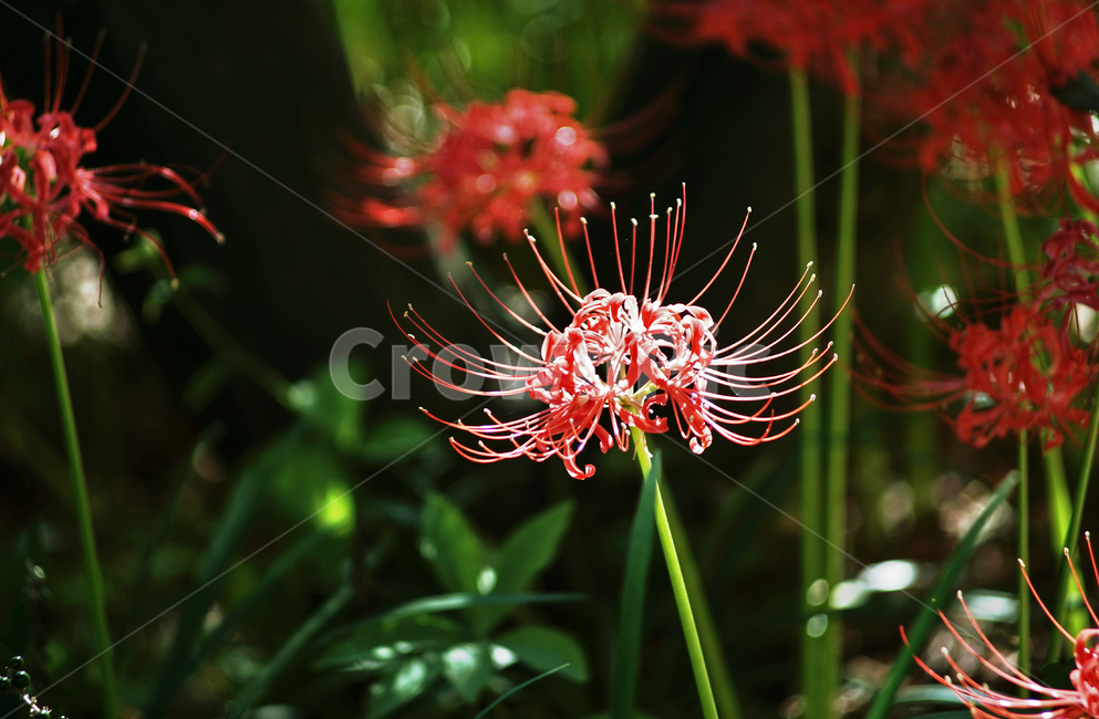 꽃무릇,상사화류,석산,독무릇,산오독,산두초,redspiderlily,가을,빨간꽃,수선화과,식물,화단용,꽃꽂이용,식물,자연,plants,nature,꽃,flower