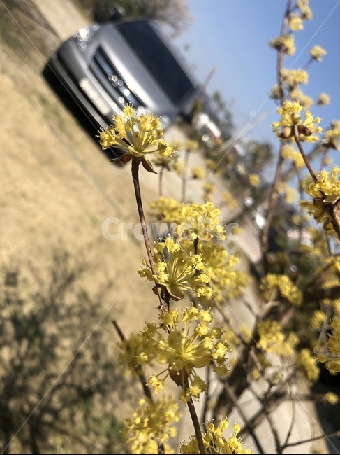 plant,식물,꽃,노랑,나무
