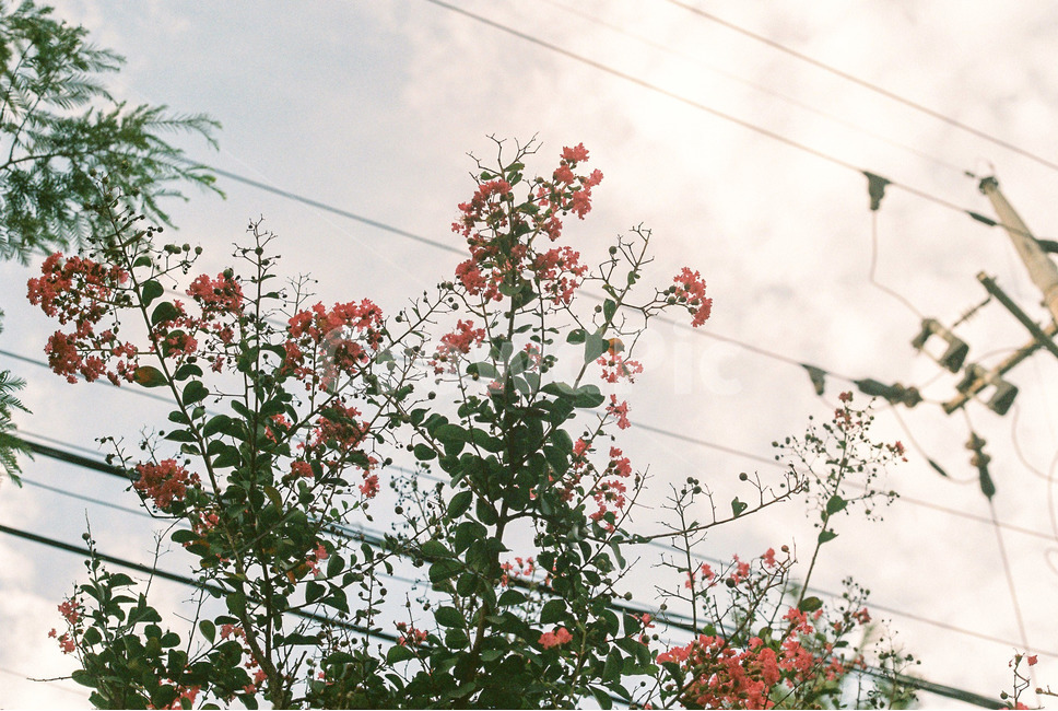 꽃,봄,flower,spring,필름사진,식물,자연,plants,nature,꽃,flower