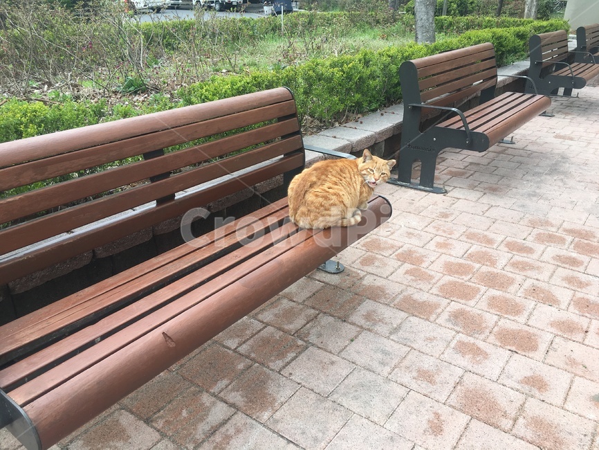 길고양이,고양이,고양이중성화,치즈냥,호랑이,야옹이,야옹,나비야,동물,animal,포유류,mammal,고양이,cat,kitten,kitty
