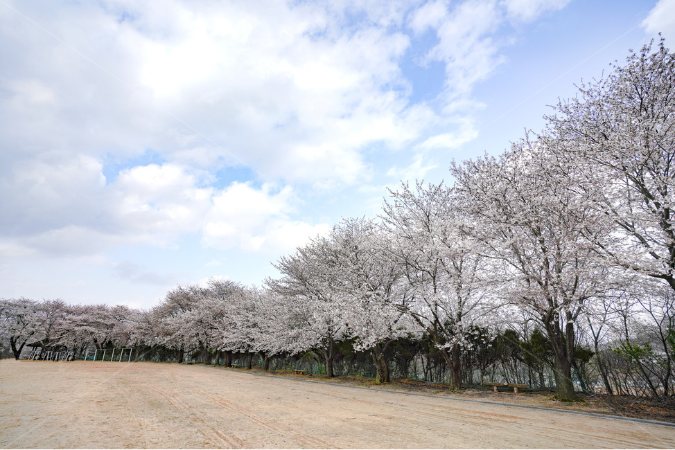 운동장,하늘,벚꽃,벚꽃길,구름,sky,cherryblossom,cloud,봄,계절,spring,season,식물,자연,plants,nature,꽃,flower,plant