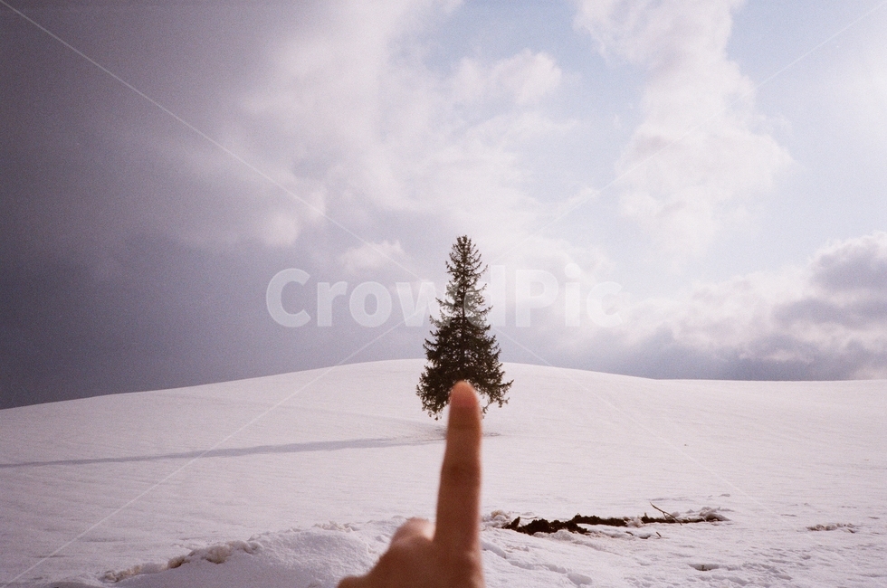식물,tree,나무,전나무,크리스마스트리,plant,christmastree,snow,white,일본,훗카이도,비에이,japan,hokkido,biei,abies,film,filmcamera,finger,겨울,계절,winter,season