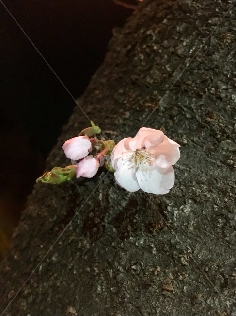 봄,꽃,나들이,cherryblassom,flowers,봄꽃
