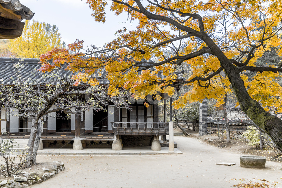 고택,전통가옥,정원,가을,단풍,가을,계절,fall,autumn,season,한국전통,한국문화,korean traditional,korean culture,식물,자연,plants,nature,나무,trees,wood,건축물,건물외관,exterior,building,structure,architecture,construction,tree,plant