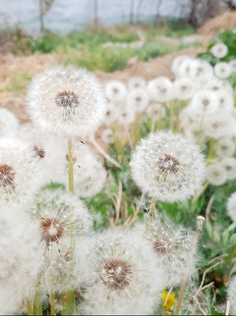 민들레,홀씨,식물,꽃,자연,plants,nature