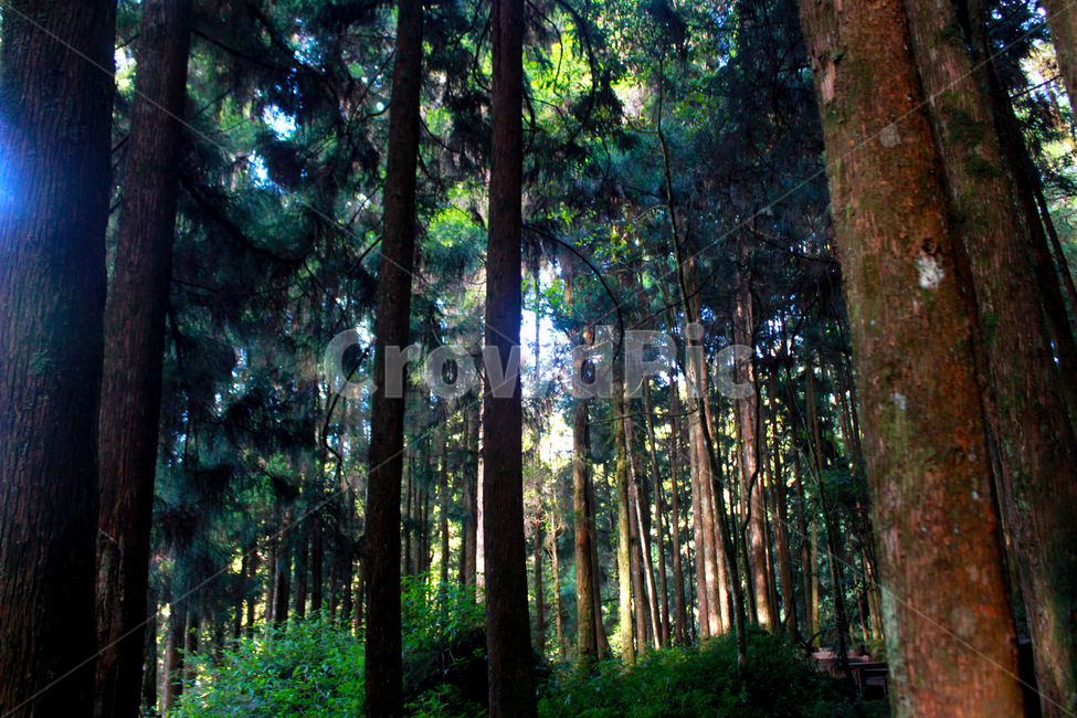 나무,tree,식물,plant,초목,vegetation,삼림지,woodland,숲,forest,자연,nature,힐링,쉼,빛