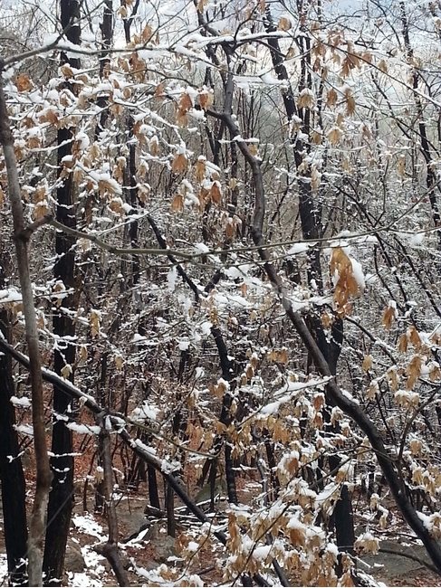 눈,눈꽃,설경,겨울산,겨울나무,자연,옥외,nature,겨울,계절,winter,season,자연,풍경,nature,landscape
