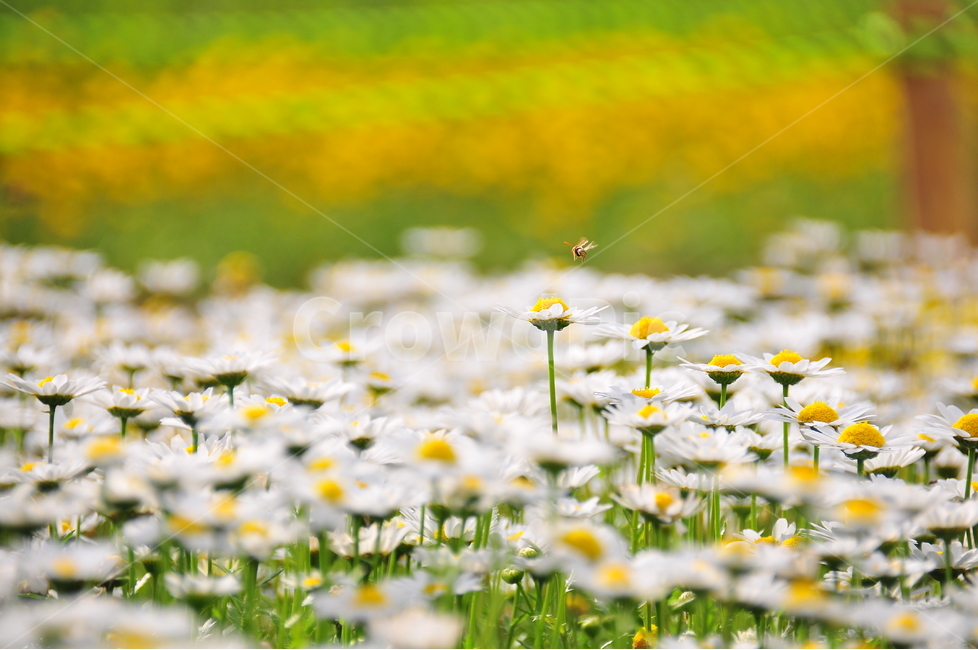 꽃,풍경,접사,국화,아름다운,아름다움,예쁜,이쁜,식물,자연,plants,nature,꽃,flower,동물,animal,곤충,벌레,insect,bug