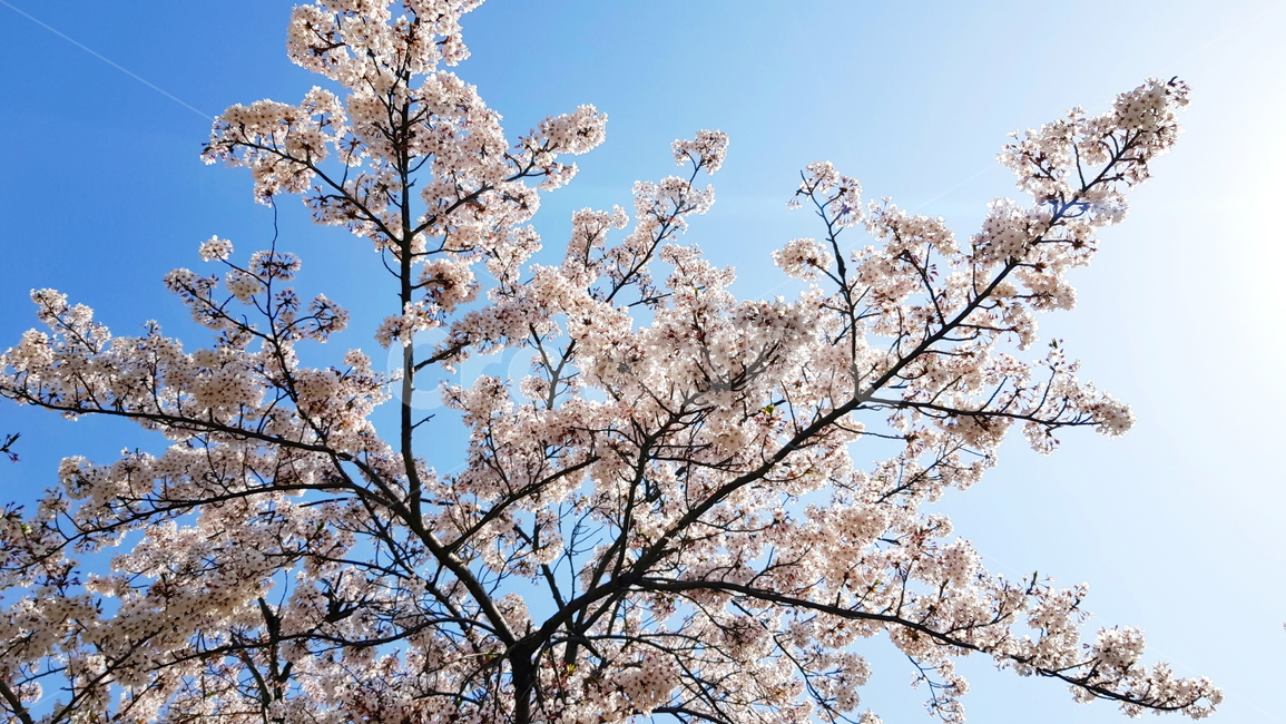 벚꽃,벚꽃잎,꽃,나무,풍경,봄,계절,spring,season,식물,자연,plants,nature,꽃,flower,plant,blossom