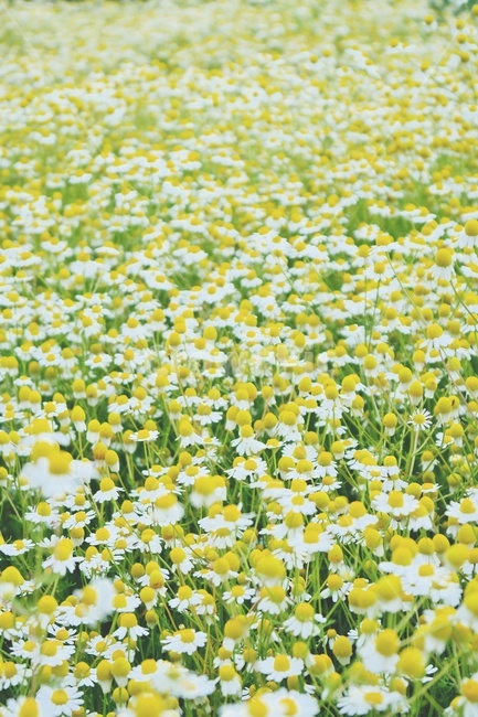 카모마일,캐모마일,꽃,허브,꽃밭,감성,봄꽃,flower,blossom,봄,국화과,plant,field