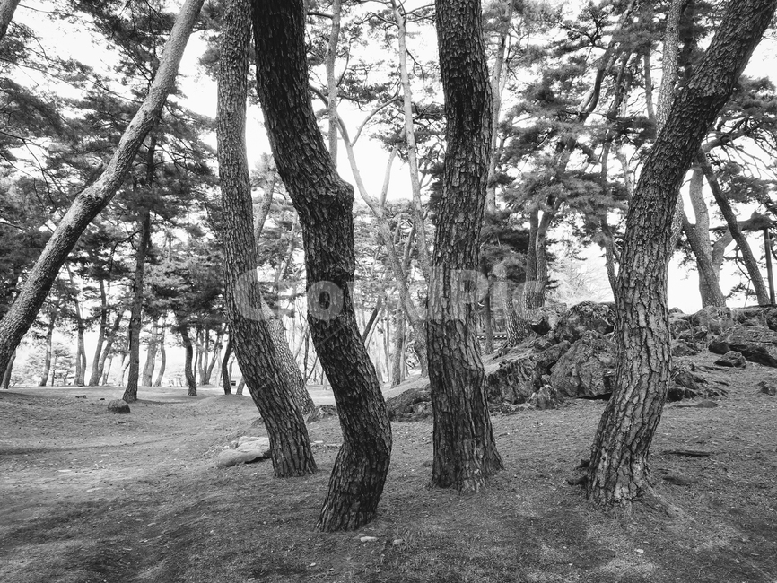 소나무,노송,나무,소나무숲,노송나무,흑백,모노톤,monochrome,black and white